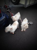 Our three dogs. Peppa died 11/2014, Noah died 02/2016, Ventje (their son on the right) is 11 years old.